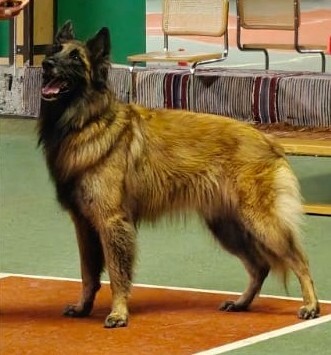 Arkitottelevaisuus